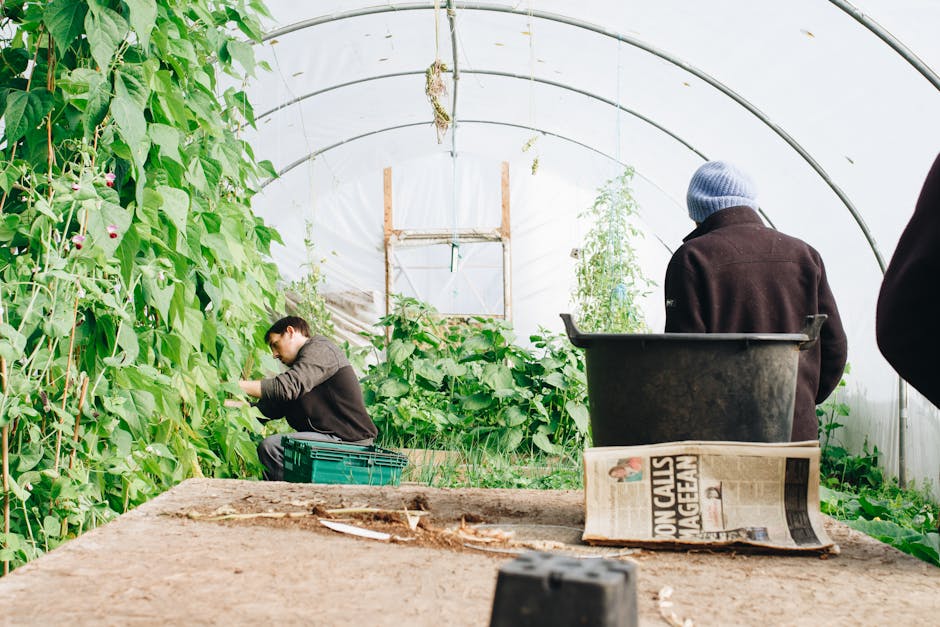 fruit vegetable farmer greenhouse