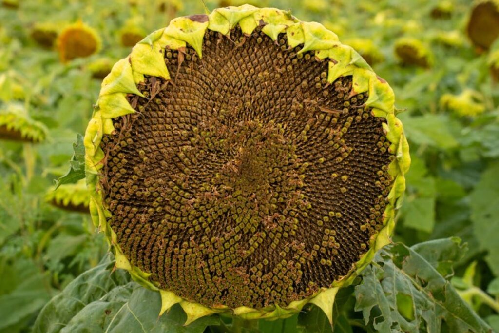 sunflower seeds shipment