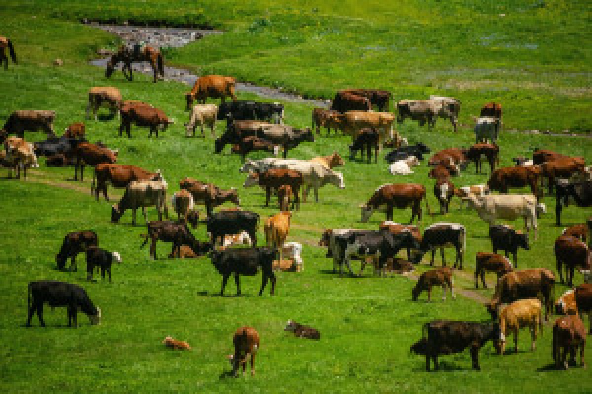 cattle protest Russia