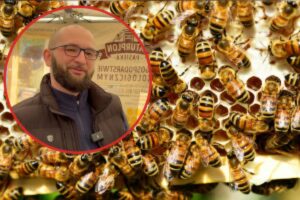 beehives field landscape