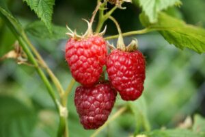raspberry plantation closeup