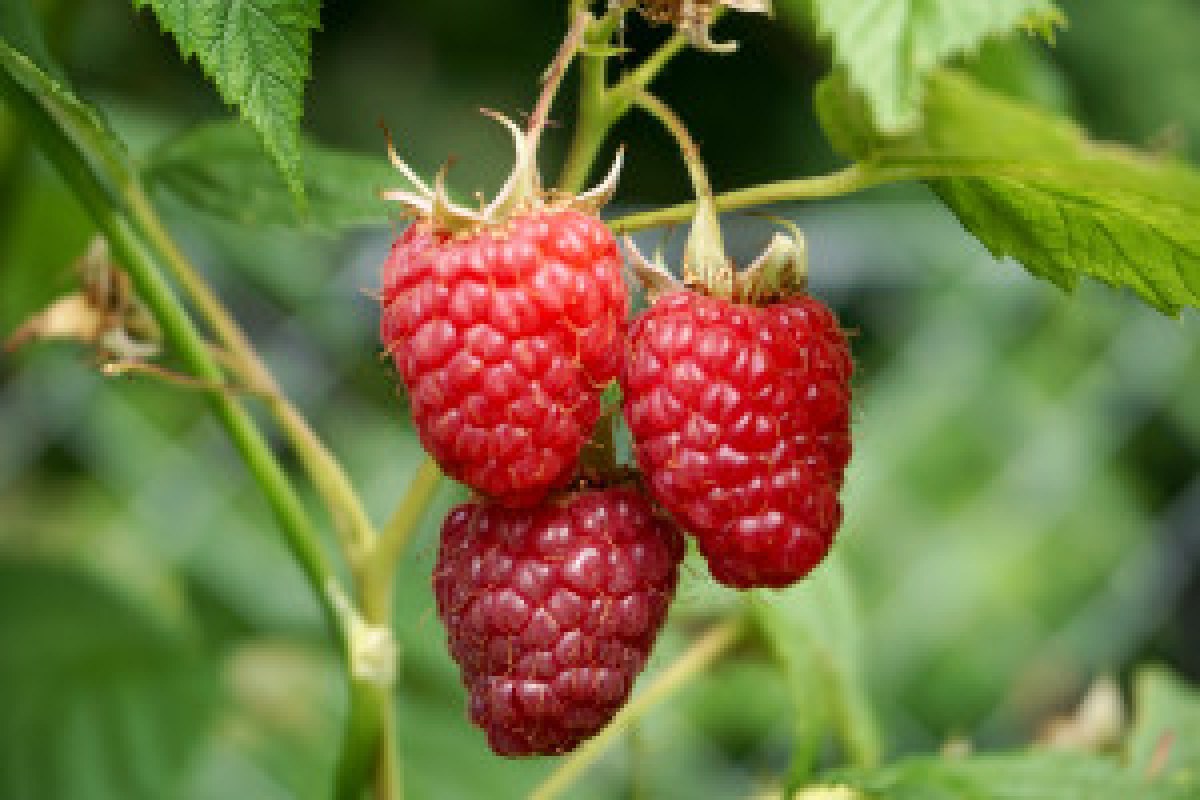 raspberry plantation closeup