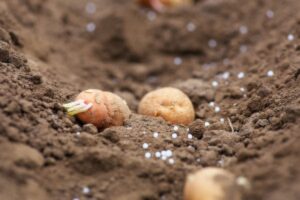 potato field harvest