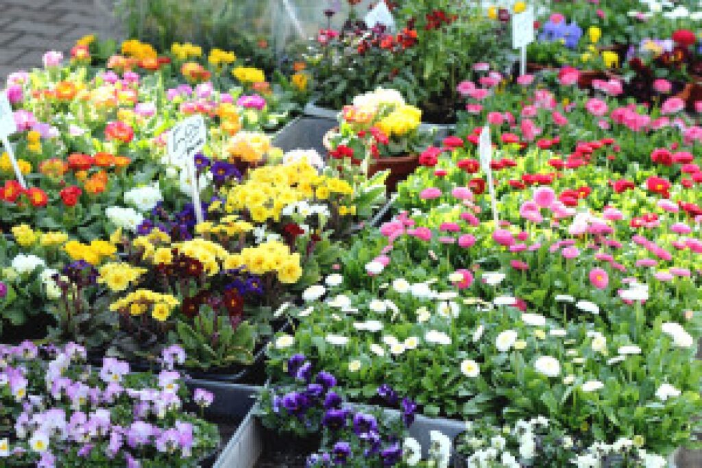 spring flowers market