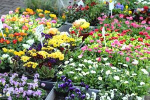 spring flowers market