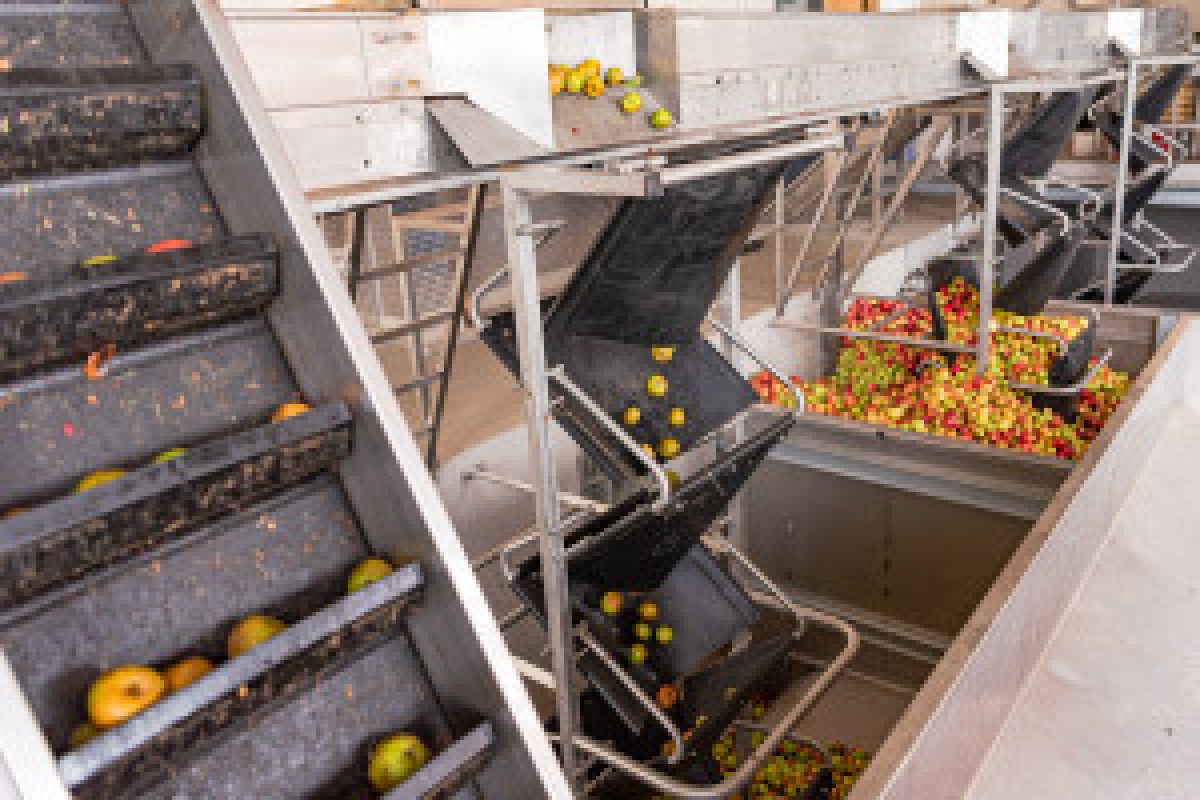 apple concentrate factory