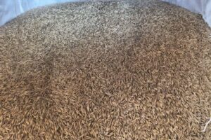 oats grain