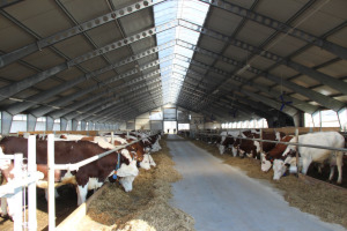 dairy farm Australia