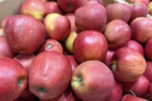 apple orchard europe