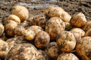 potato seed inspection