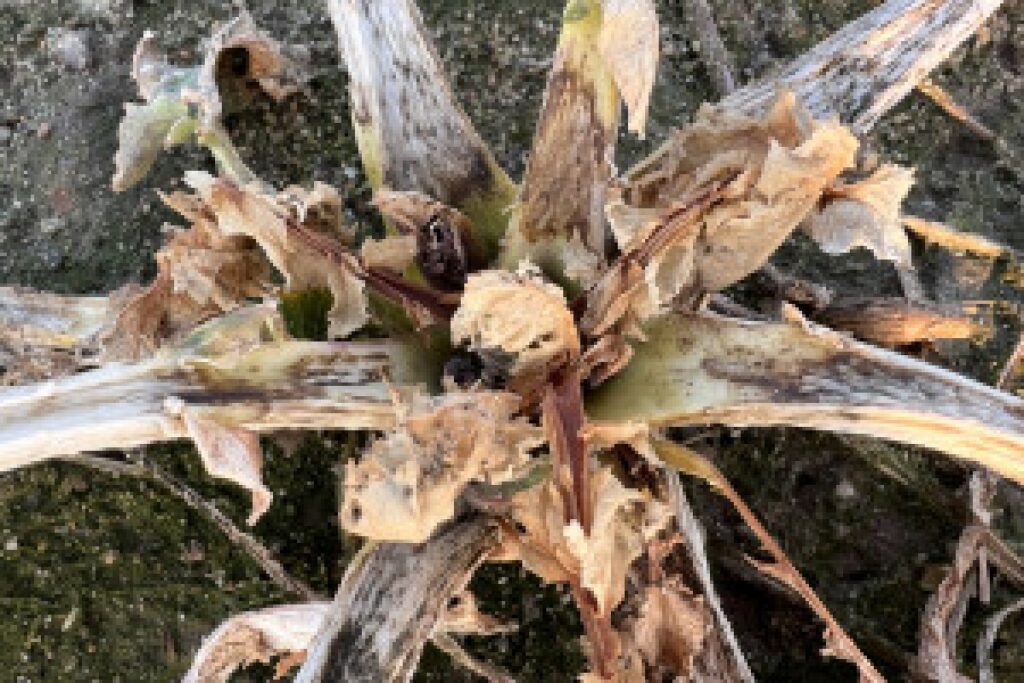 rapeseed field spring