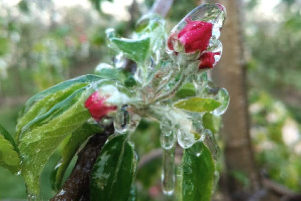 frost damaged orchard