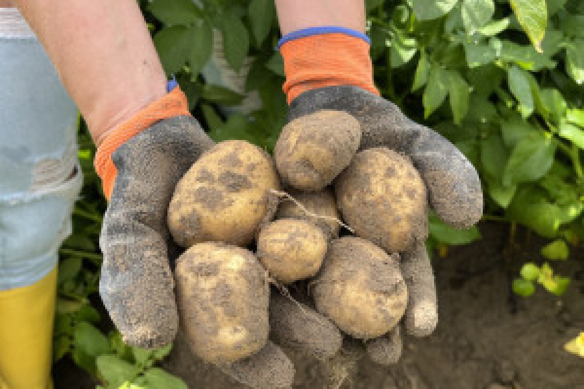 potato seed inspection