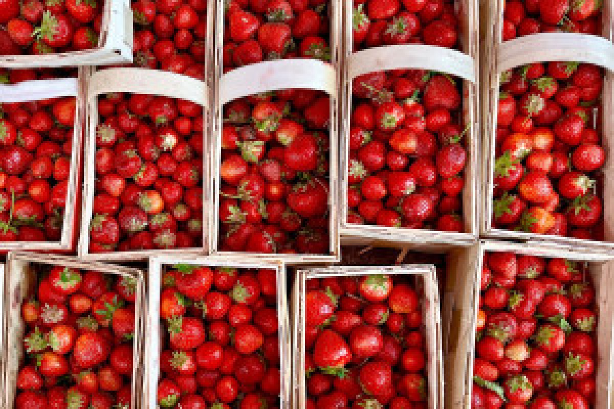 strawberries field harvest