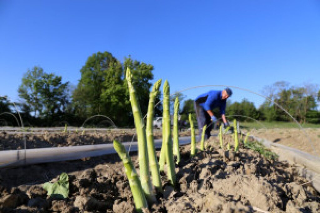 asparagus harvest field