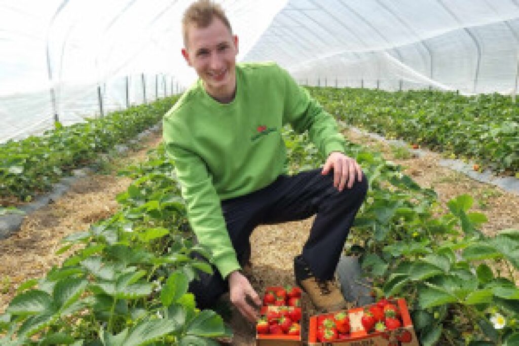 strawberry field farmer
