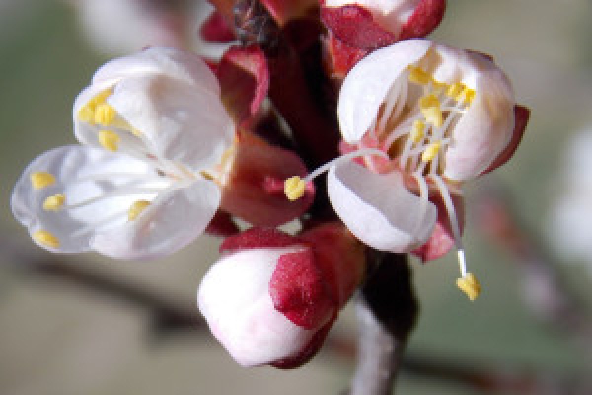 apricot blossom bee