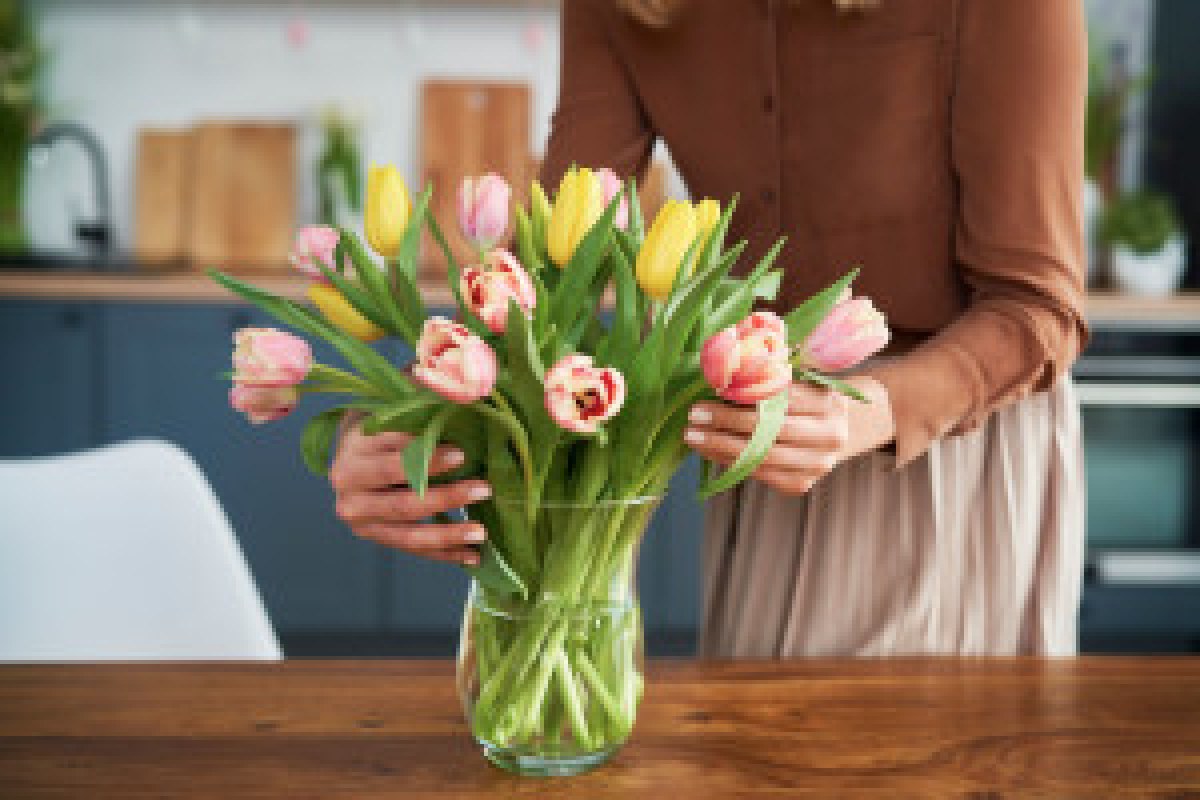 fresh tulips vase