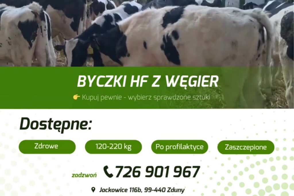 holstein friesian bulls