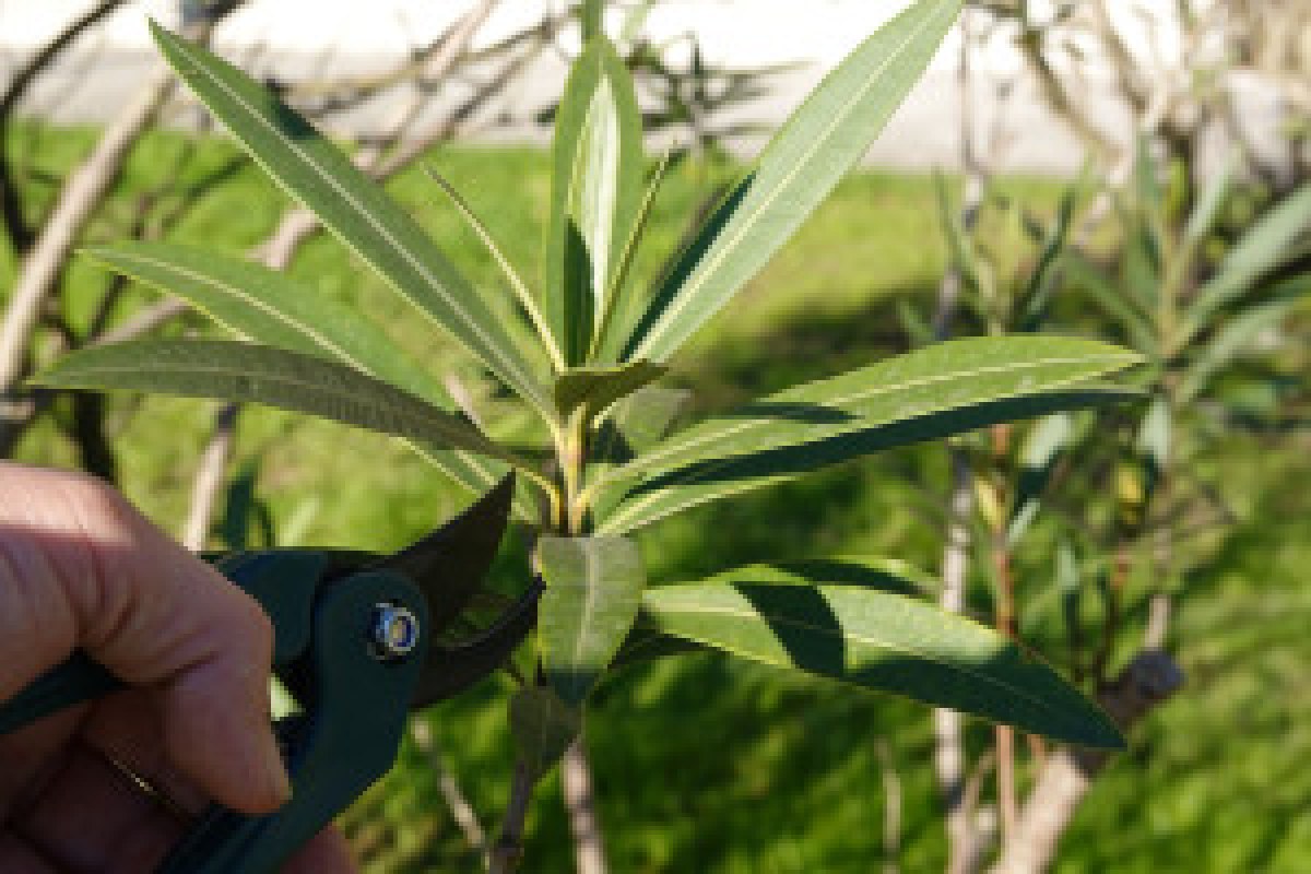 oleander pruning spring
