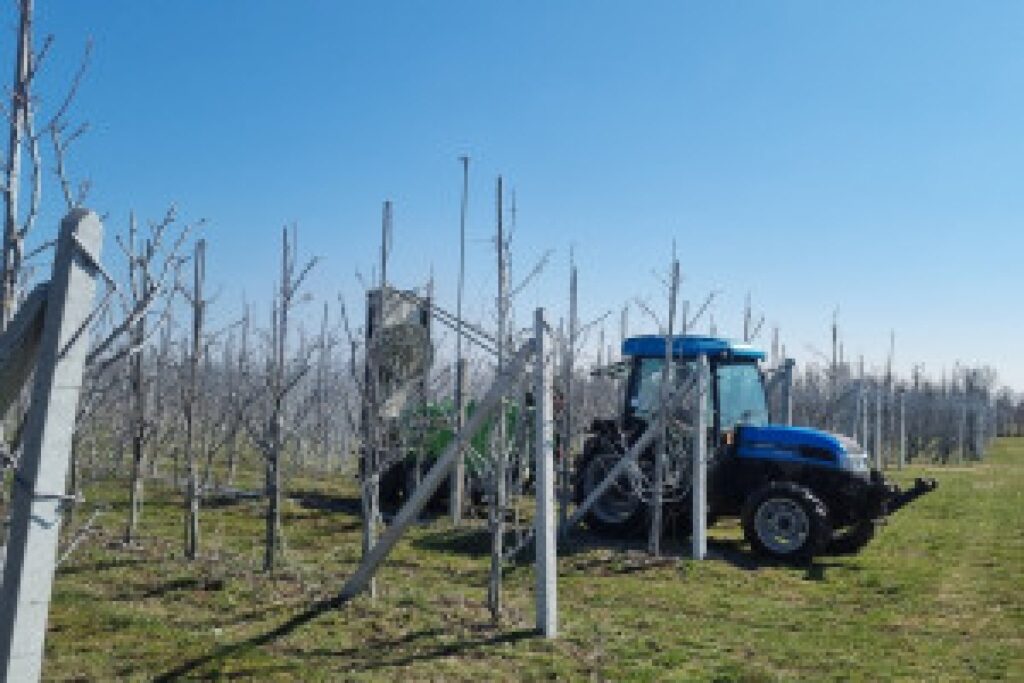 scale insect apple tree