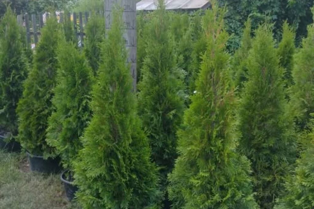 thuja emerald plant