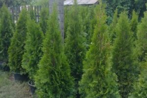 thuja emerald plant