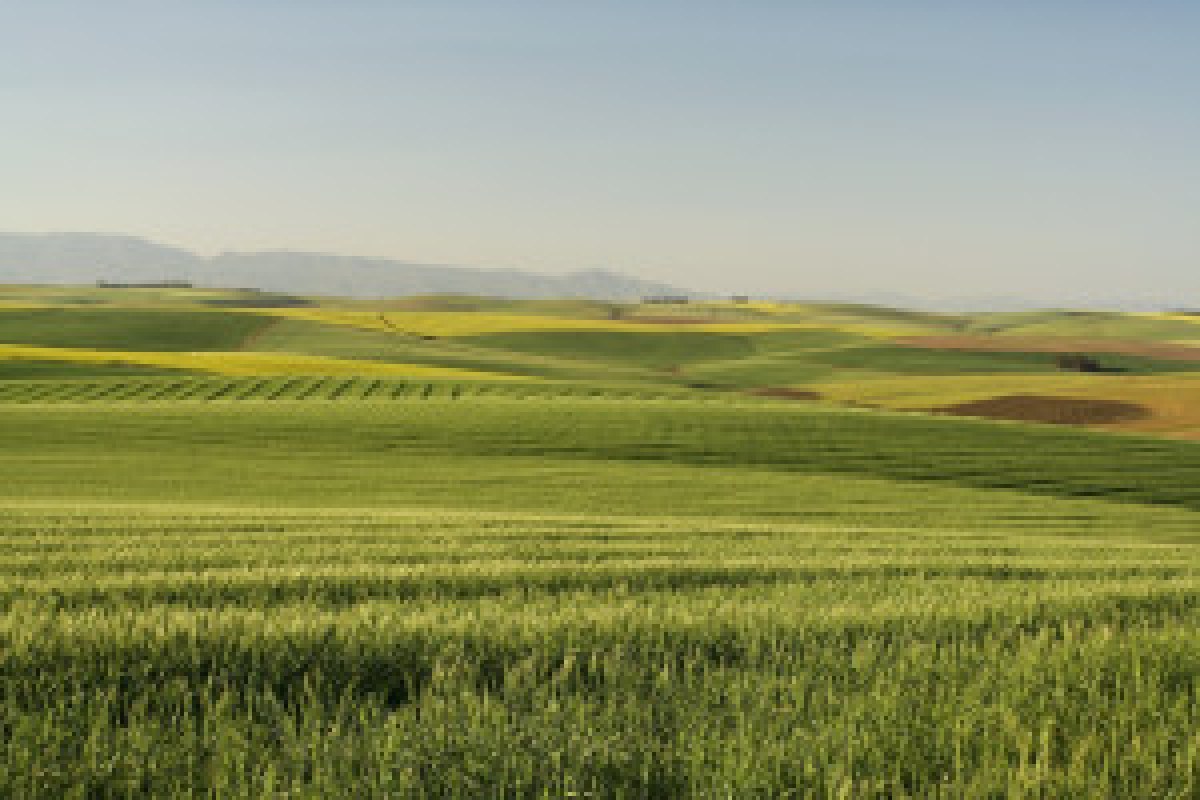 agricultural field Ukraine