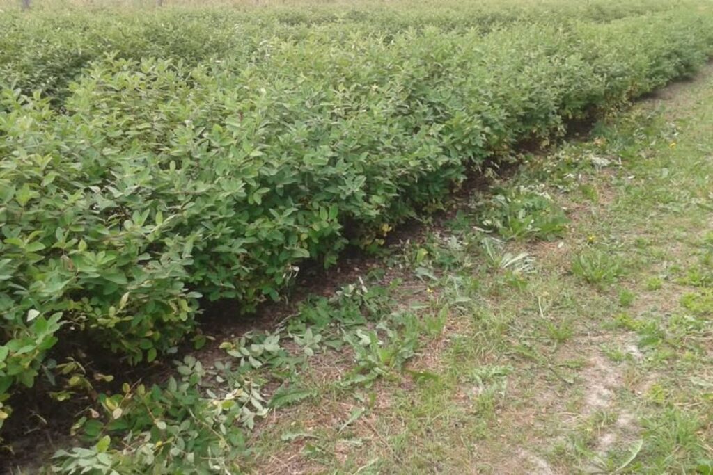haskap berry seedlings