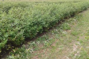 haskap berry seedlings