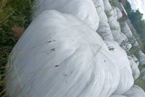 haylage bales