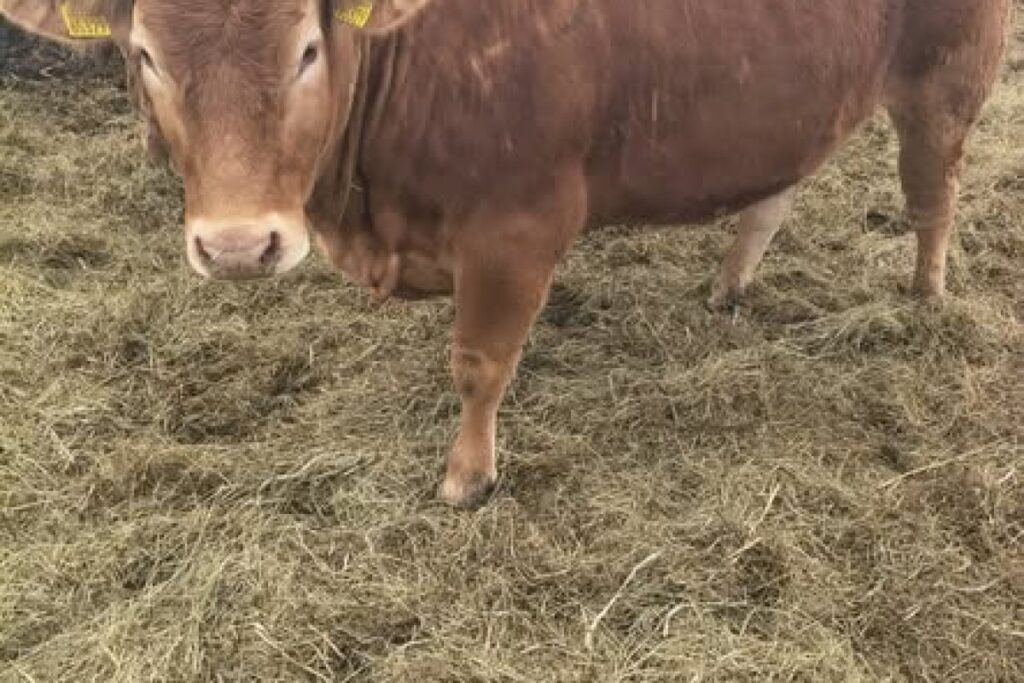 pregnant limousine cows