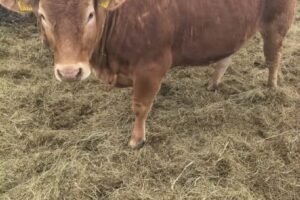 pregnant limousine cows