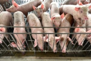pig farm biosecurity