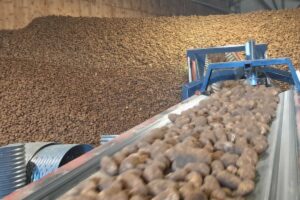 potato field harvest