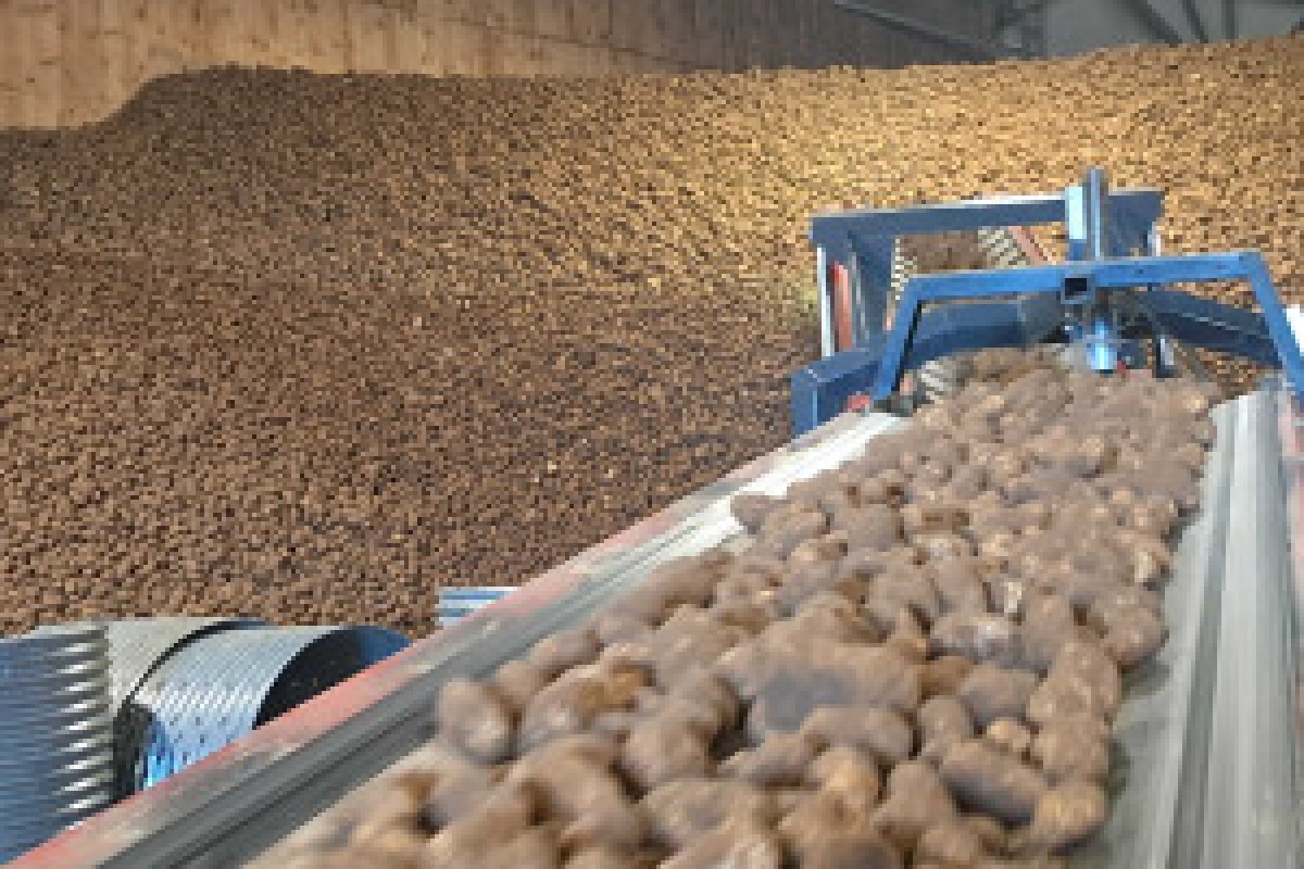 potato field harvest