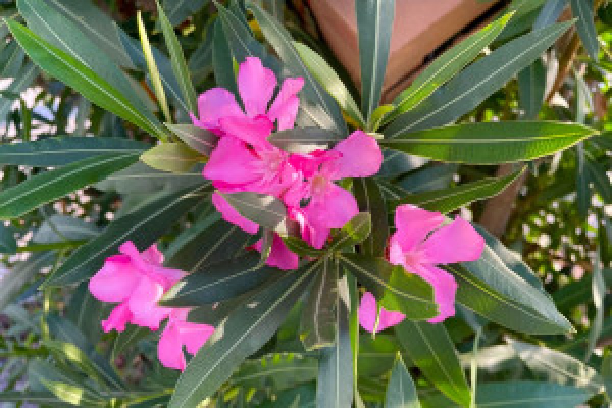 oleander plant spring