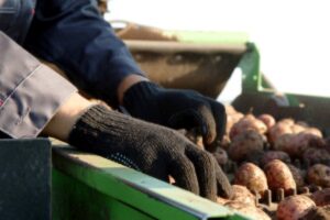 potato field farmer