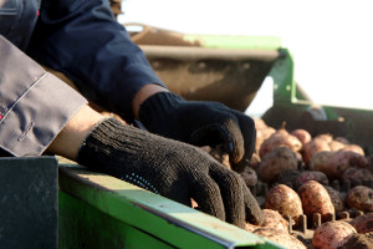 potato field farmer