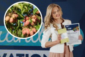 mini kiwi fruit plantation