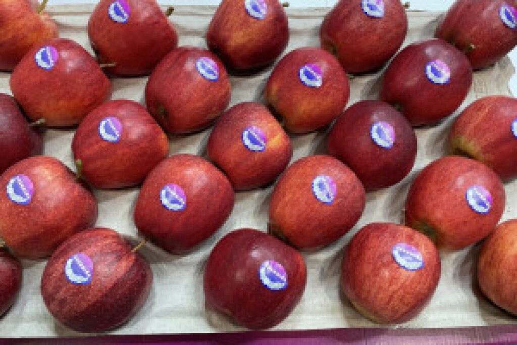 apple orchard harvest