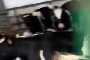 animal holding facility