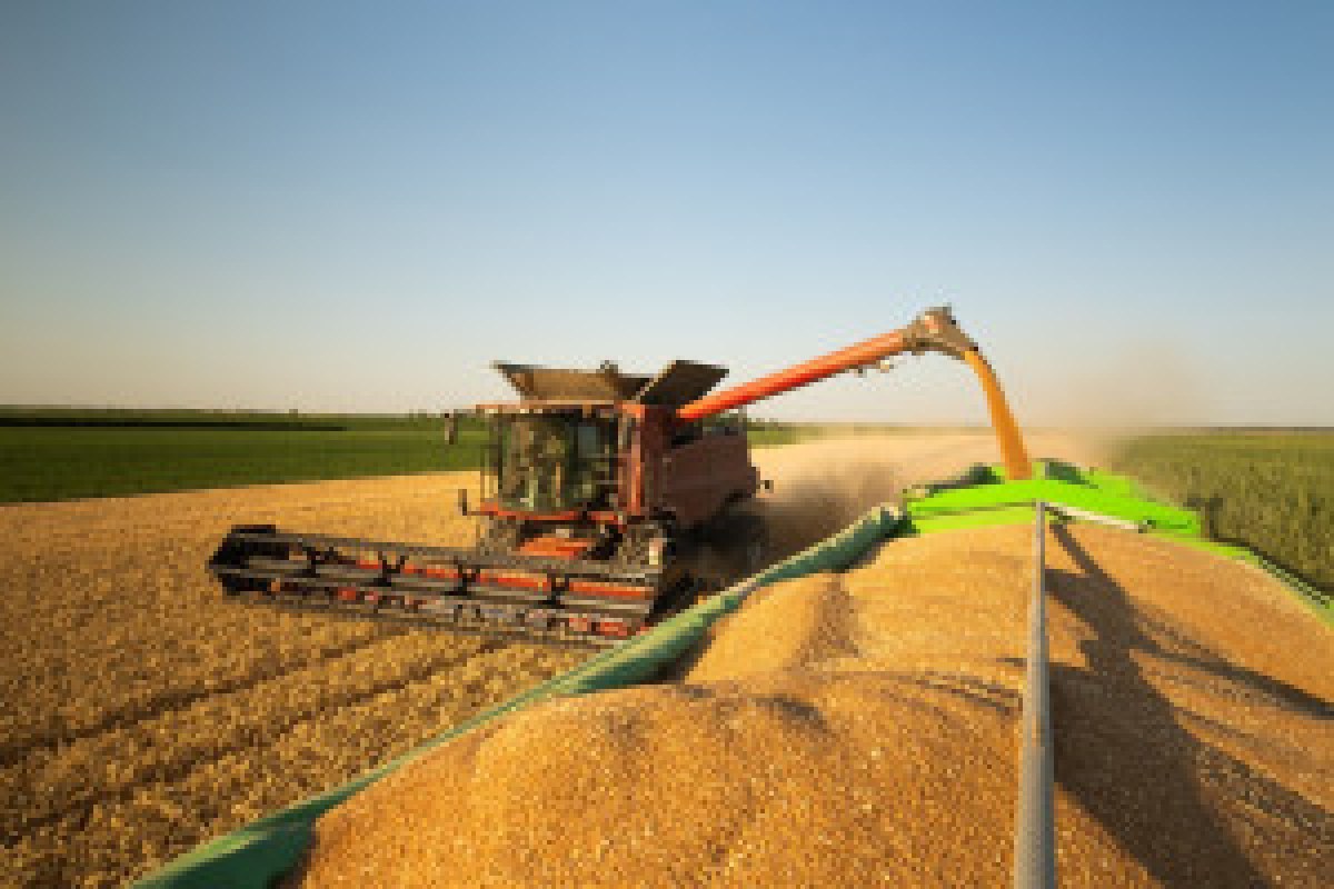 combine harvester field