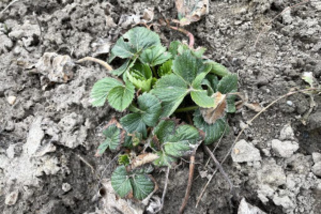 berry plantation soil