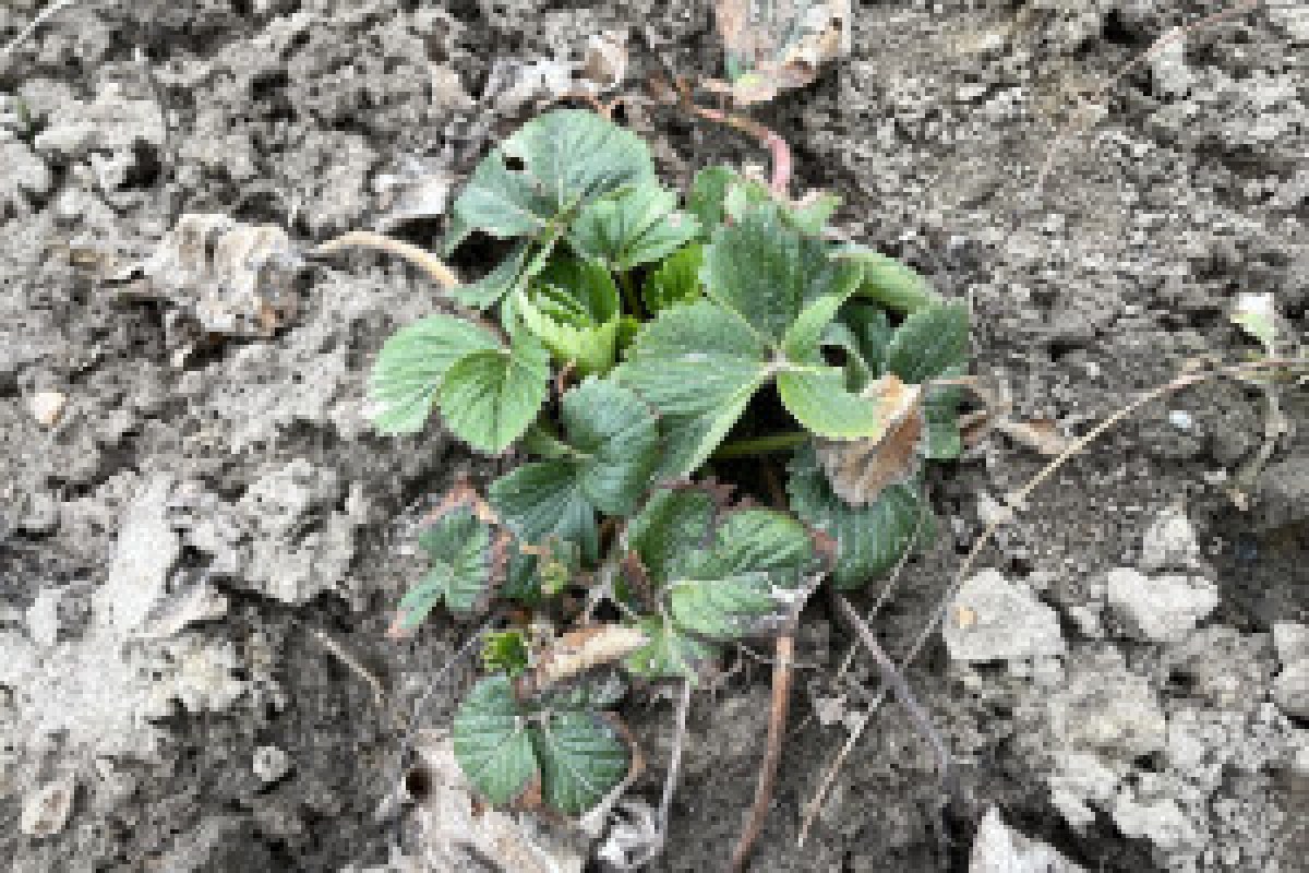 berry plantation soil