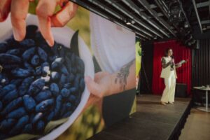 haskap berry harvest