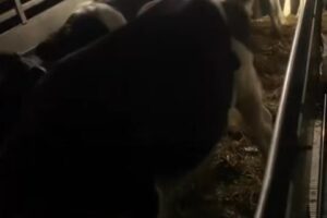 animal storage facility