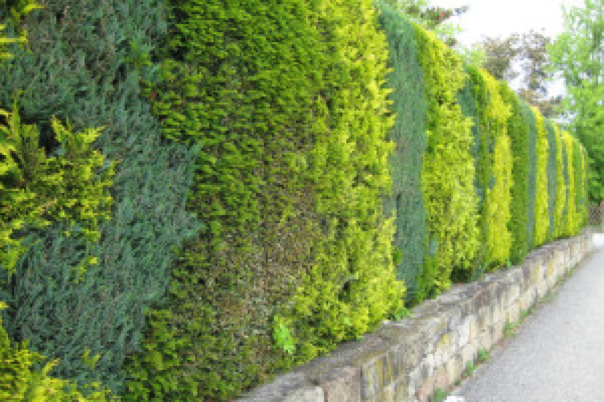 thuja hedge dispute