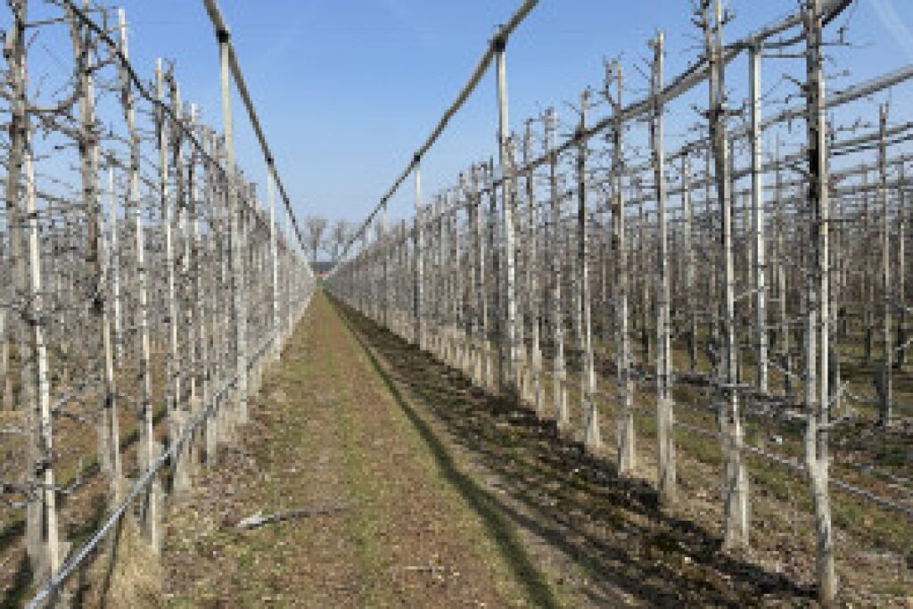 seaweed extract orchard