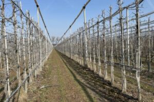 seaweed extract orchard